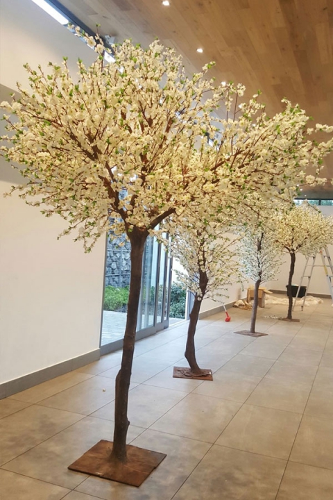 giant-blossom-tree-2-th.jpg
