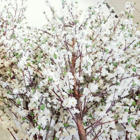 peach-blossom-tree-1-th.jpg