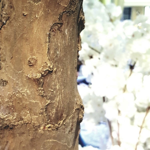 tree-peach-detail-1-th.jpg